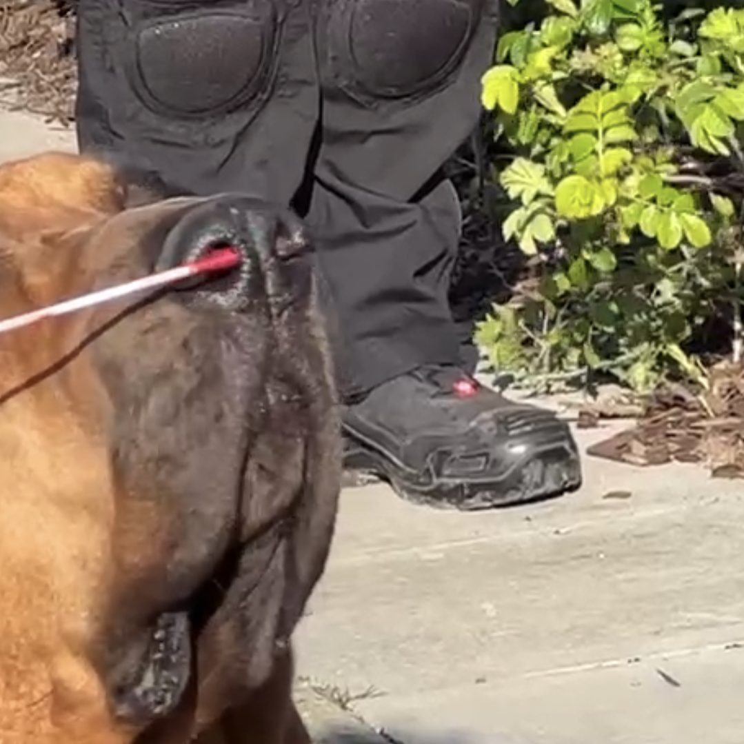 Die Superkraft der Nase: Ein Bloodhound im Einsatz Die Superkraft der Nase: Ein Bloodhound im Einsatz