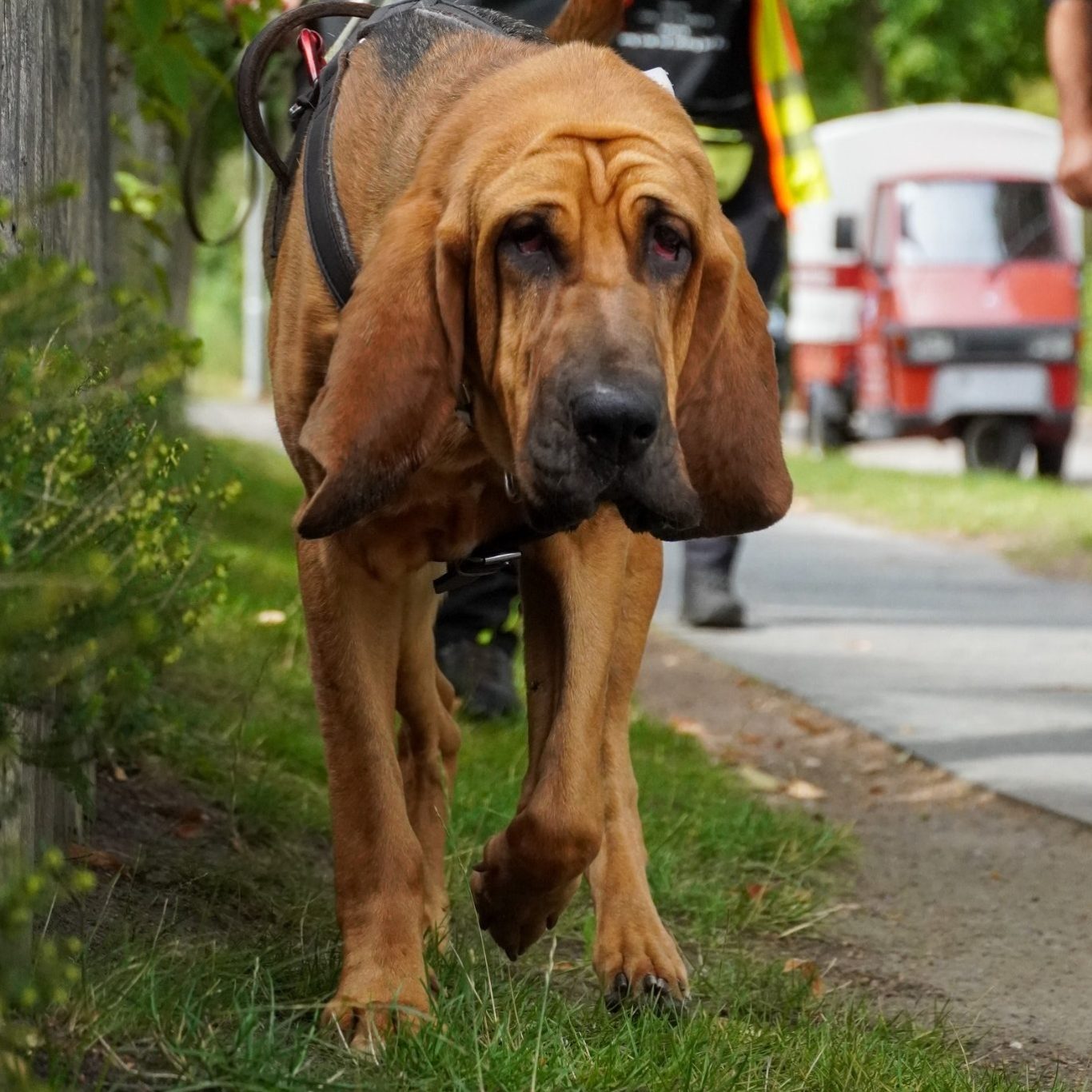 Mit Freude auf der Spur: Mantrailing für jedes Team Bloodhound-Hündin im Suchgeschirr beim Mantrailing – Mantrailer.Berlin Training